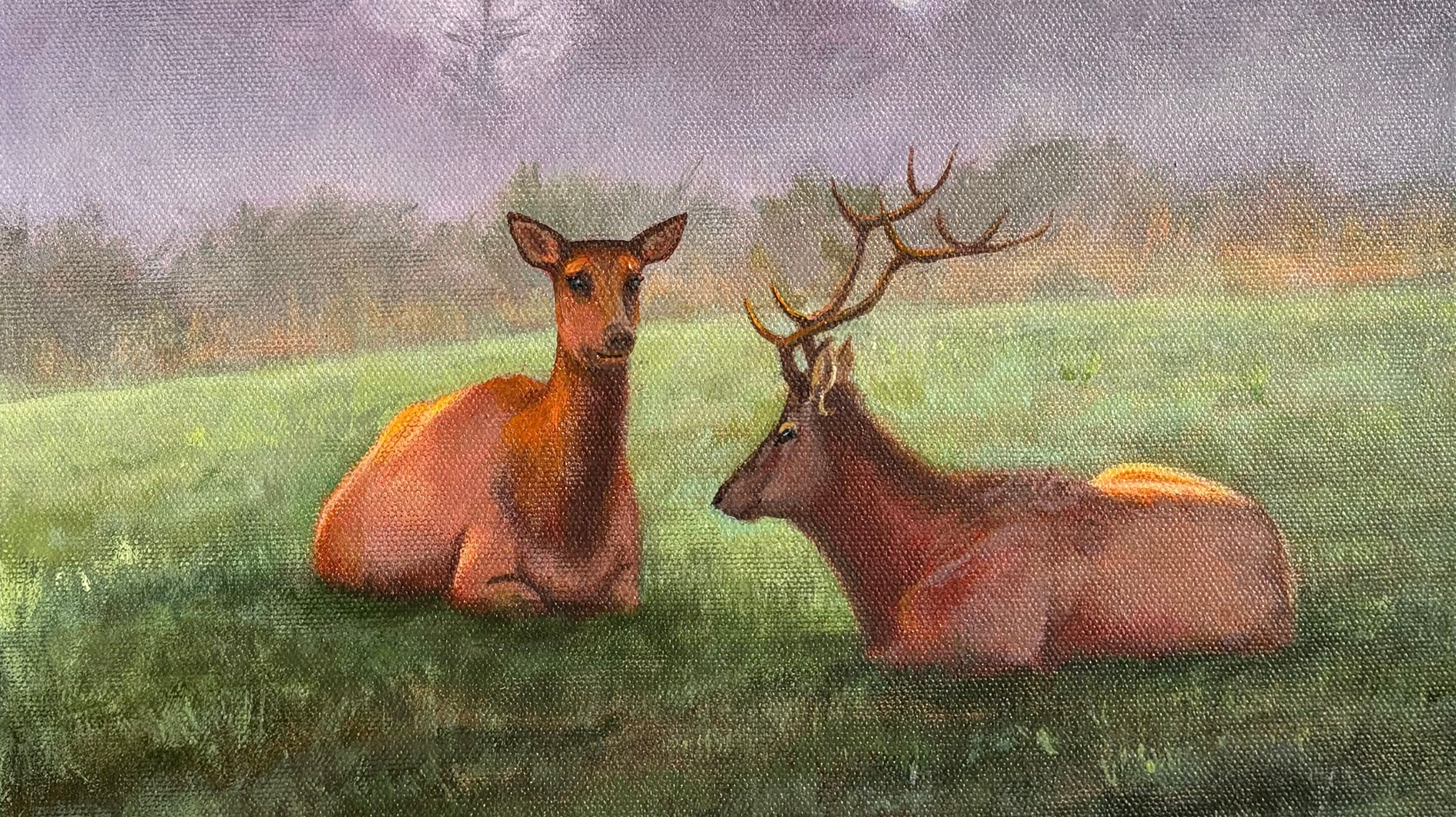 Elk Sunrise painting - Just Released